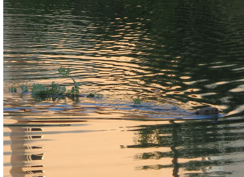 Biber im Wasser