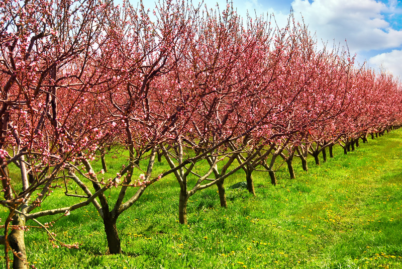 Arbres fruitiers en fleurs