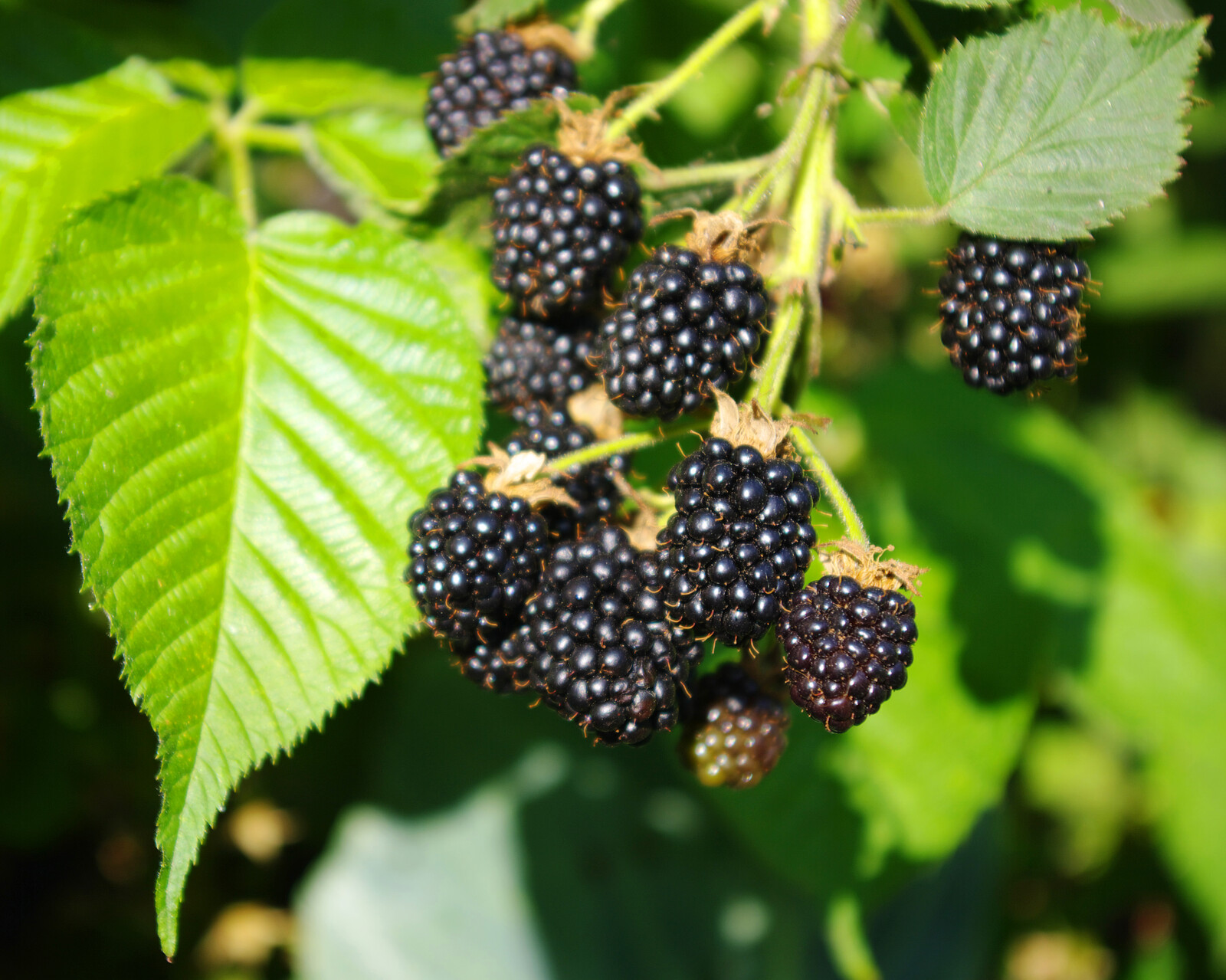 Brombeeren