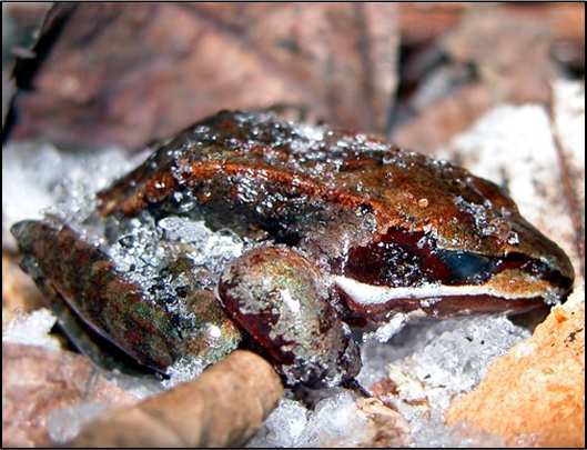 Brauner Frosch mit hellen und dunklen Seitenstreifen, unbeweglich zwischen Schnee und Blättern