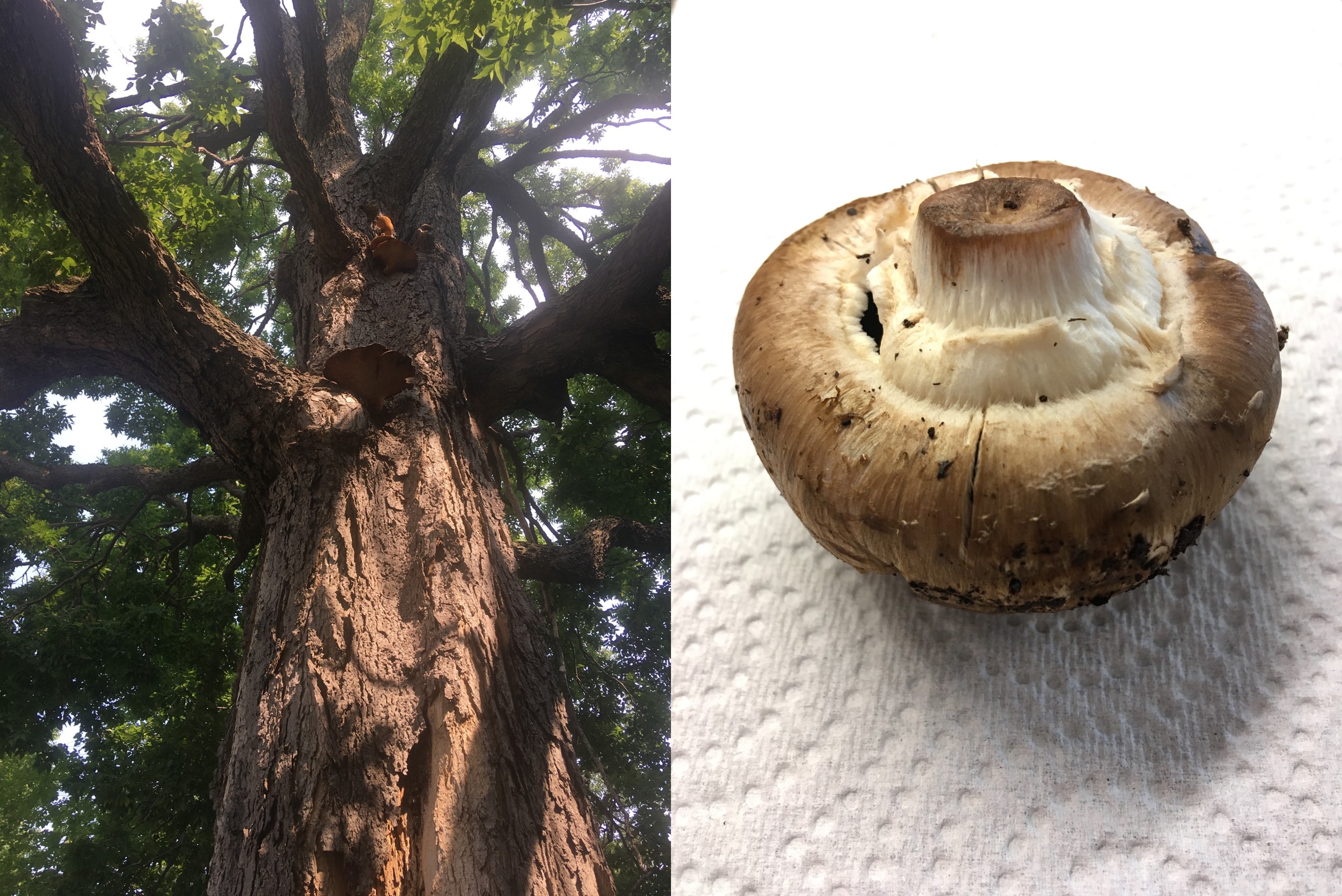 Collage: Blick von unten in eine dichte Baumkrone, Hut eines Champignons