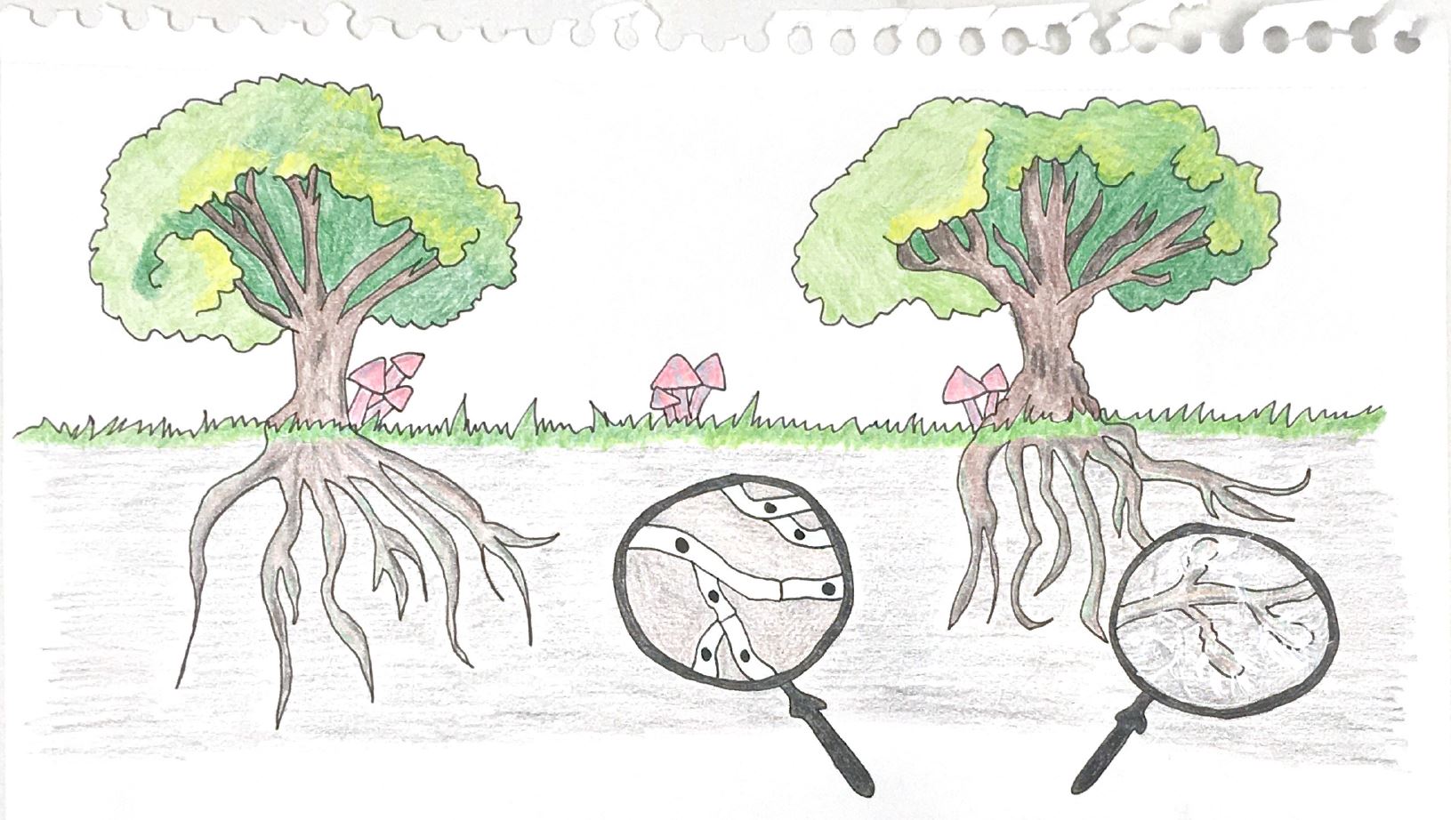 Zeichnung zweier Bäume, im Erdreich verzweigte Wurzeln und mit Lupe vergrösserte Pilzhyphen