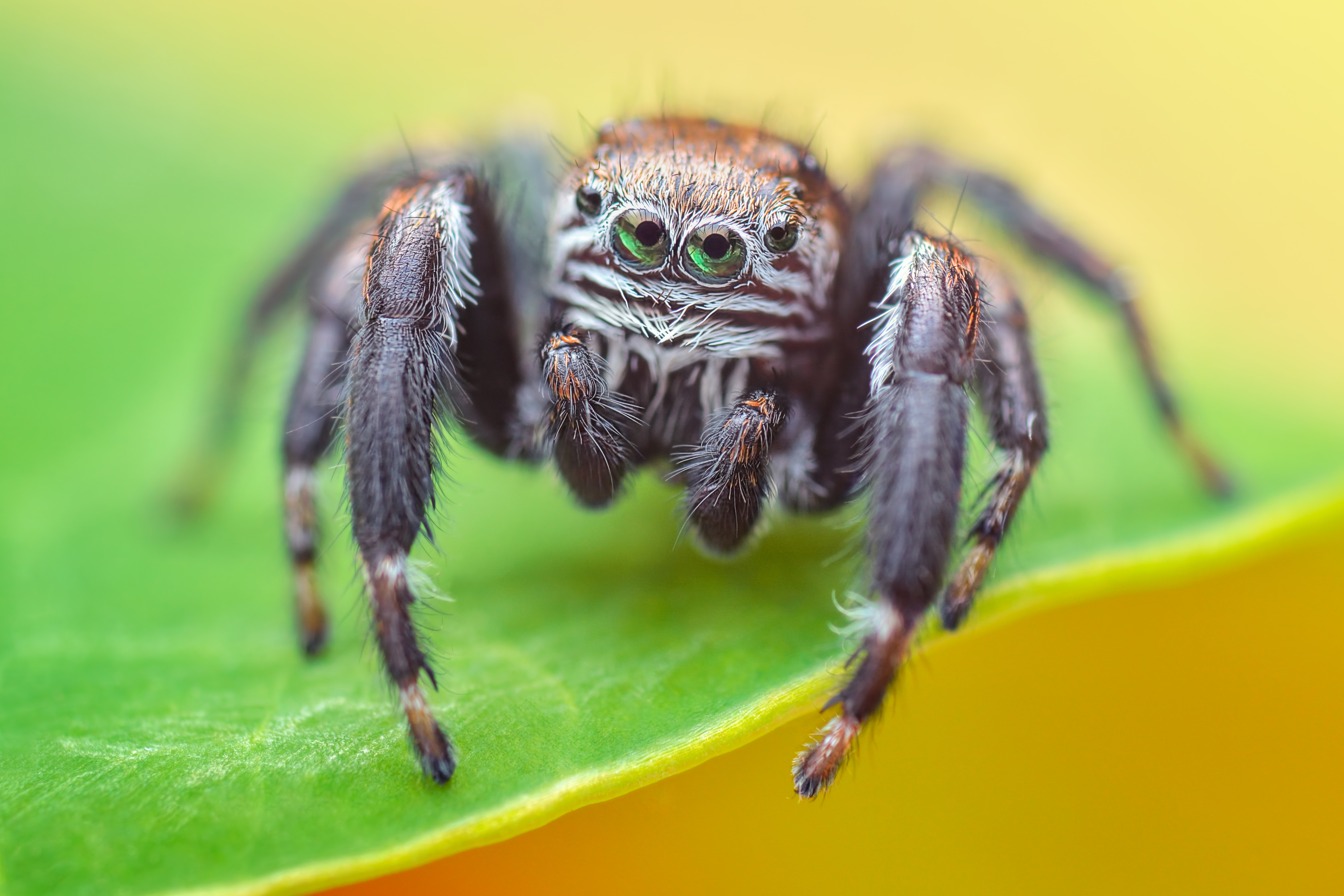 Springspinne in Makro-Aufnahme