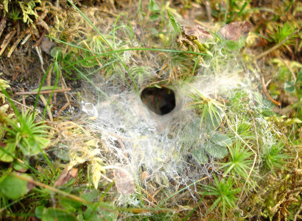 Trichterf&ouml;rmiges Spinnennetz auf einer Wiese