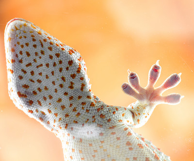 Gecko