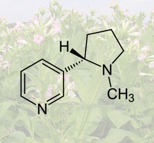 La plante de tabac contient de la nicotine.