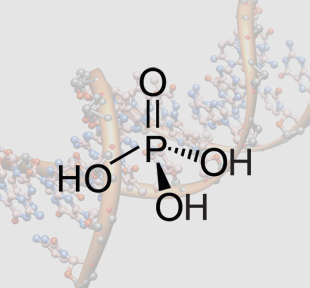Les esters de l'acide phosphorique forment la colonne vertébrale de l'ADN.