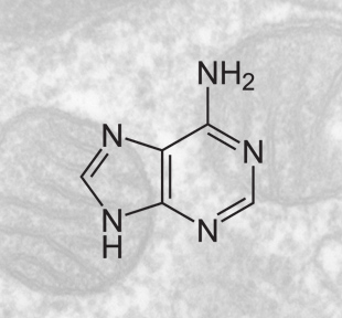 ATP entsteht in den Mitochondrien