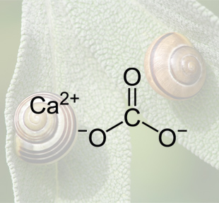 Calciumcarbonat verleiht Schneckenhäusern Stabilität