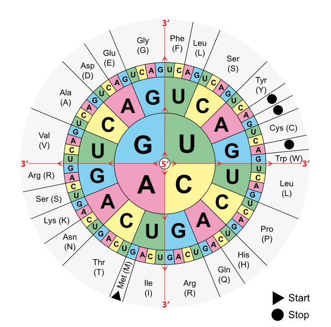 Genetische Code-Sonne