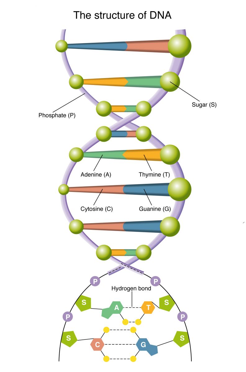 Vier verschiedene Basen bilden das "Alphabet des Lebens". Adenin, Thymin, Guanin und Cytosin.