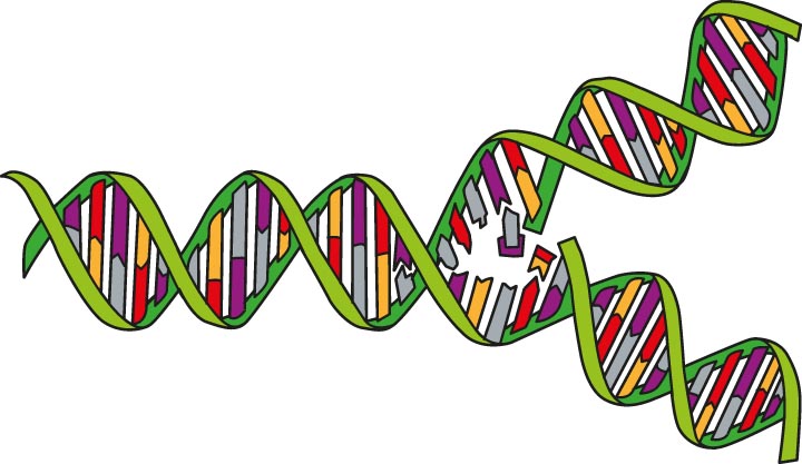 DNA muss erst verdoppelt werden, bevor sie auf die zwei neuen Zellen verteilt wird.