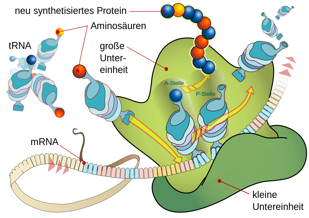 Schema Translation an Ribosom