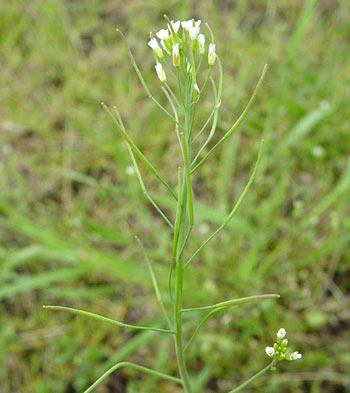 Ackerschmalwand &#40;Arabidopsis thaliana&#41;