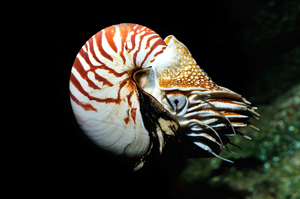 Der Nautilus &#40;Perlboot&#41; gilt als lebendes Fossil