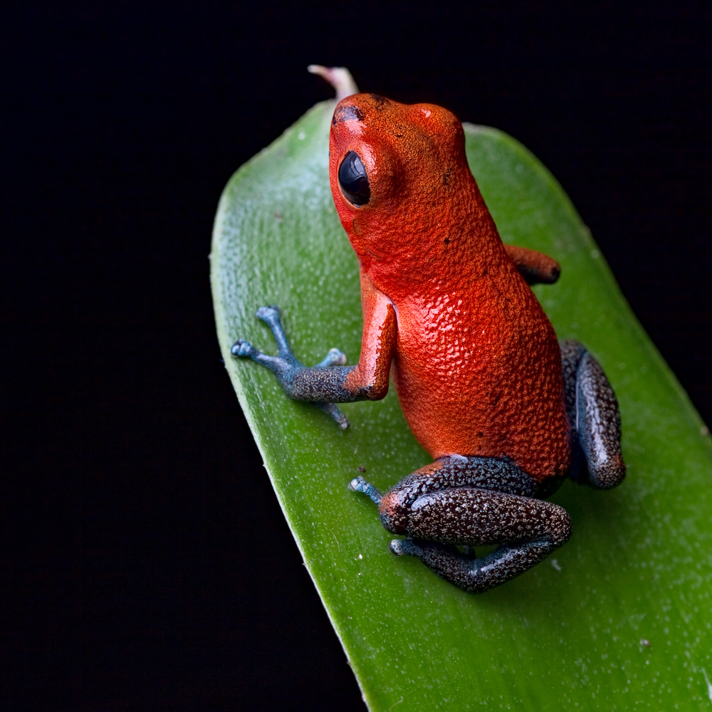 Roter Pfeilgiftfrosch