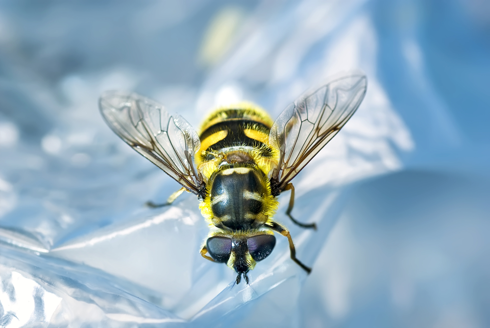 Die Schwebfliege imitiert mit ihrer Färbung Wespen.