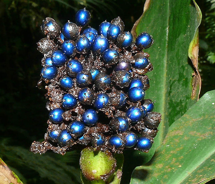 Schimmernde Strukturfarben n der Frucht der Pflanze Pollia condensata.