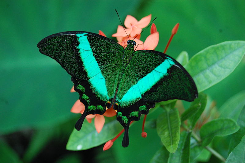 Die Flügel vom Schmetterling Papilio palinurus schimmern in intensivem Grün.