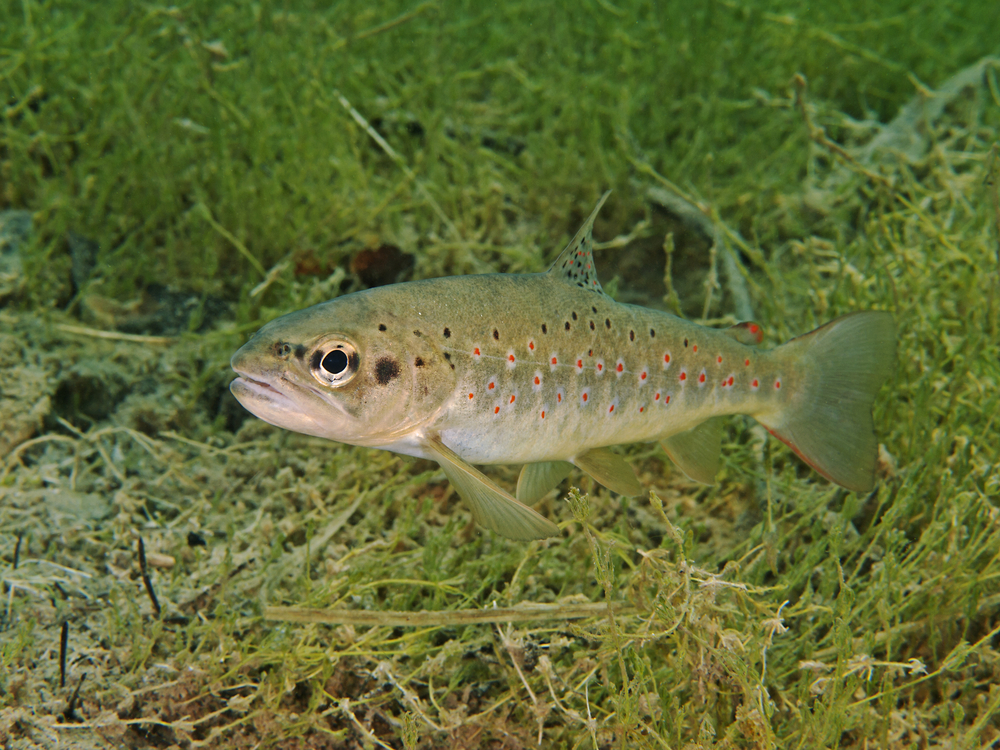 Die Meerforelle ist ein anadromer Wanderfisch.