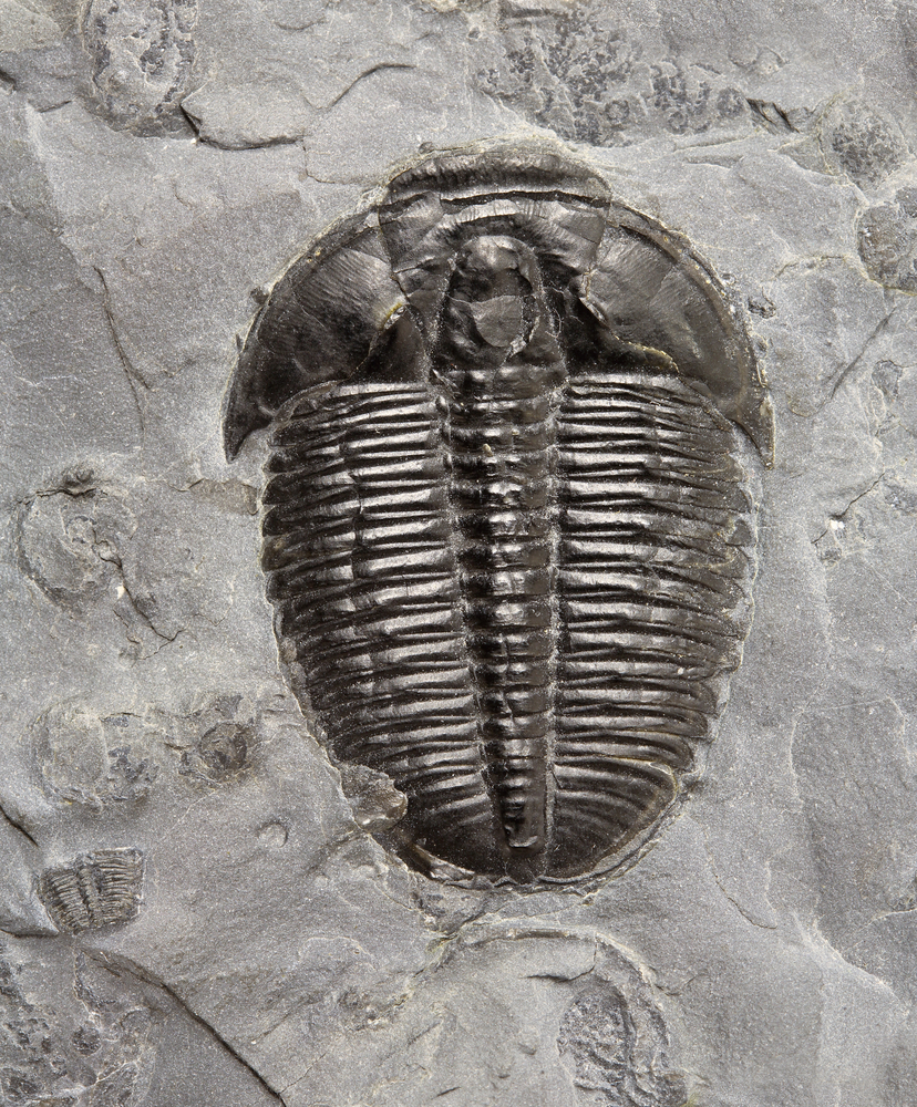 1 STÜCKE Natürlichen Trilobiten Schwanz Fossil Alte proben lehre fossilien G6L9 