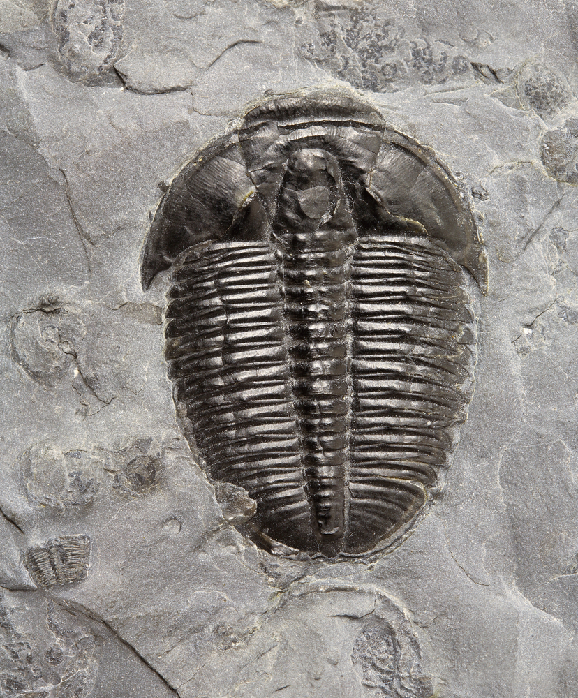 Trilobit