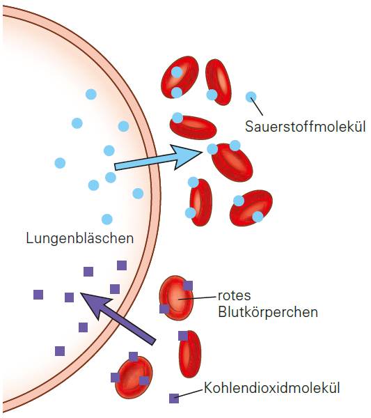 SimplyScience: Das Blut, wichtigstes Transportsystem unseres Körpers