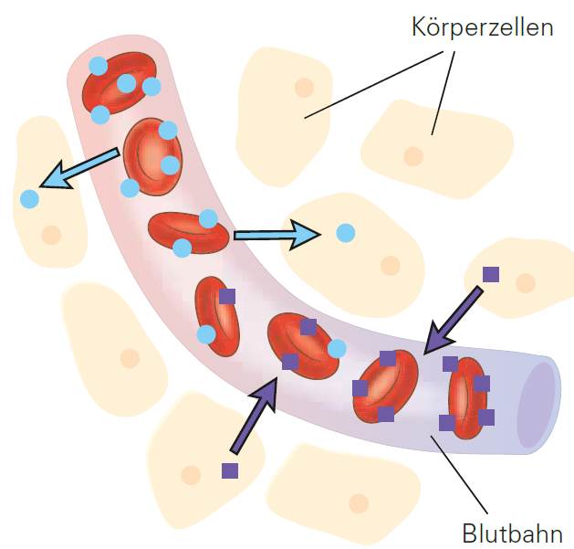 SimplyScience: Das Blut, wichtigstes Transportsystem unseres Körpers