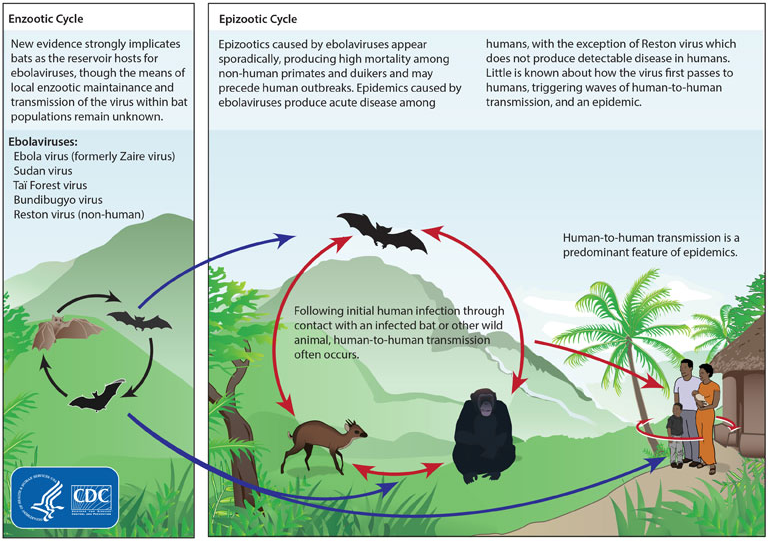 Lebenszyklus des Ebolavirus