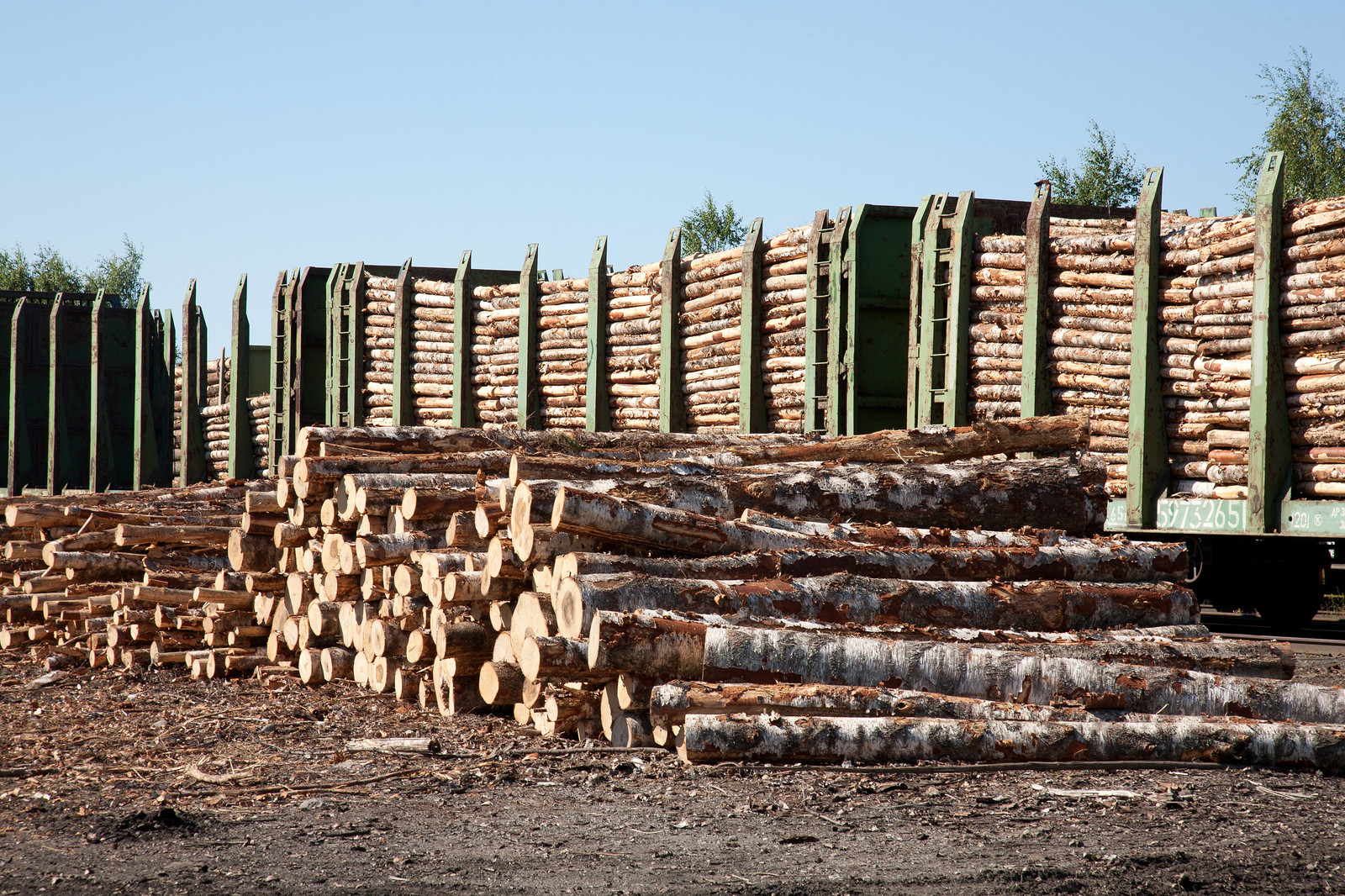 Des troncs de bois en attente d'être découpés.