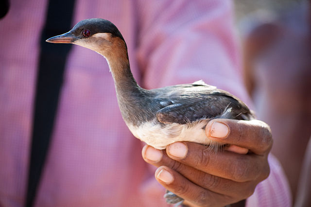 Le grèbe est un oiseau aquatique