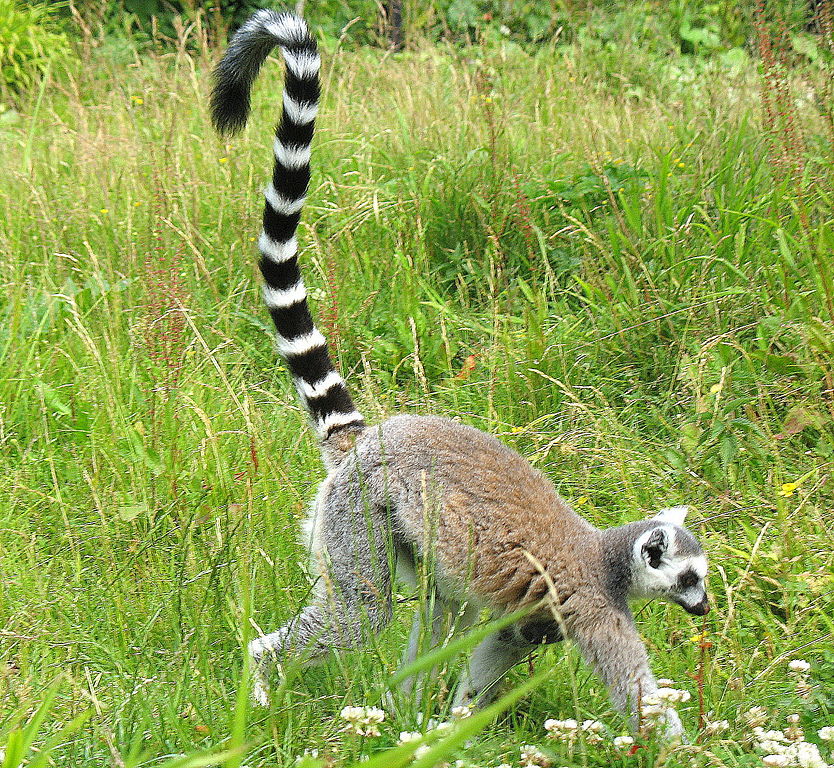 Le catta est un lémurien de Madagascar