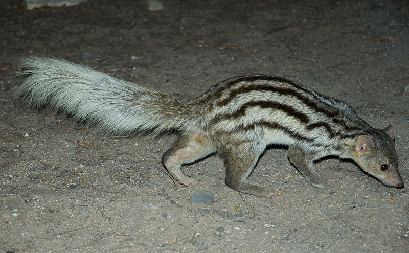 la mangouste de Grandidier est un carnivore malgache dont le pelage est rayé