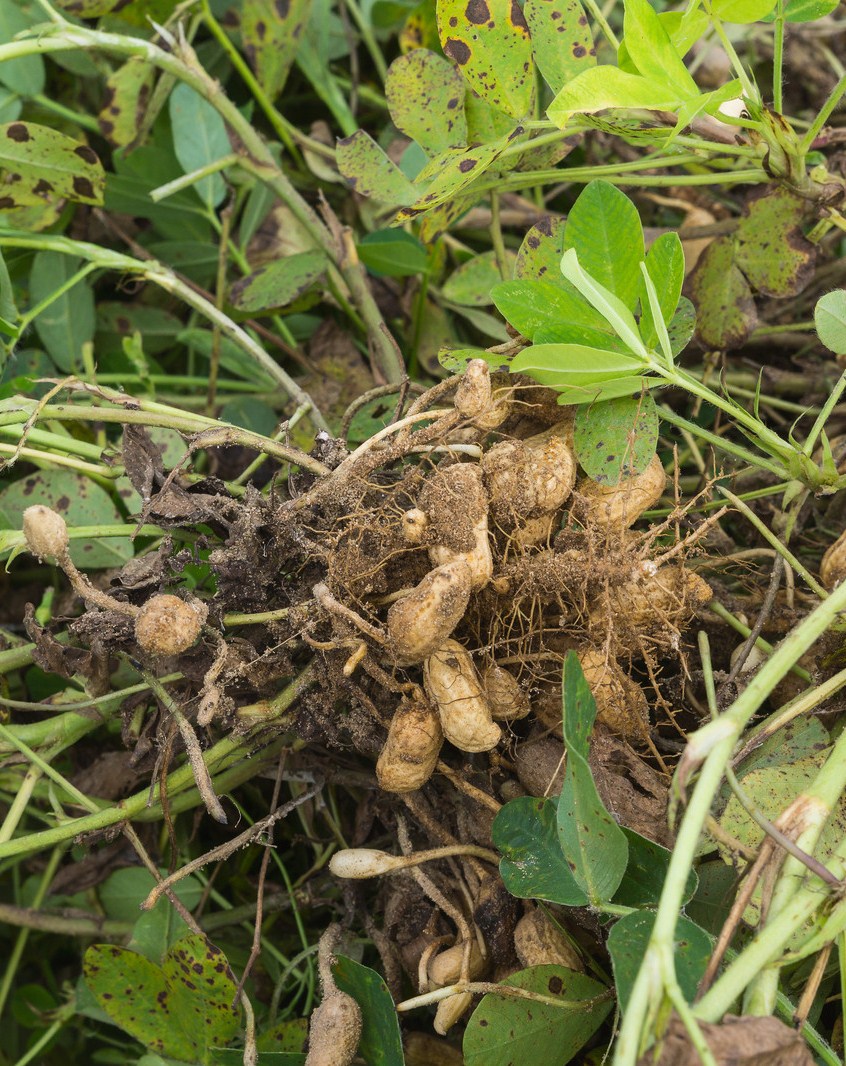 Il faut déterrer les cacahuètes pour en profiter car elles se développent sous terre.