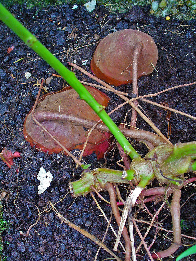 Tubercules de patates douces