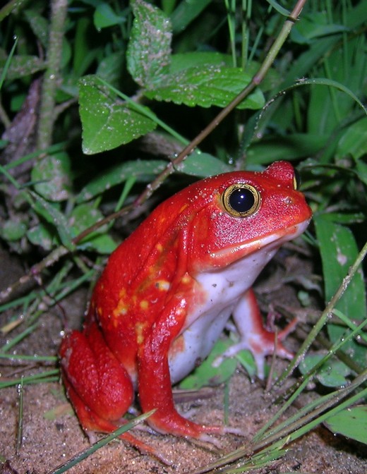 Tomatenfrosch