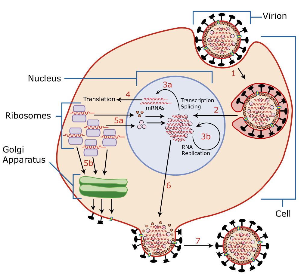 Lebenszyklus eines Virus