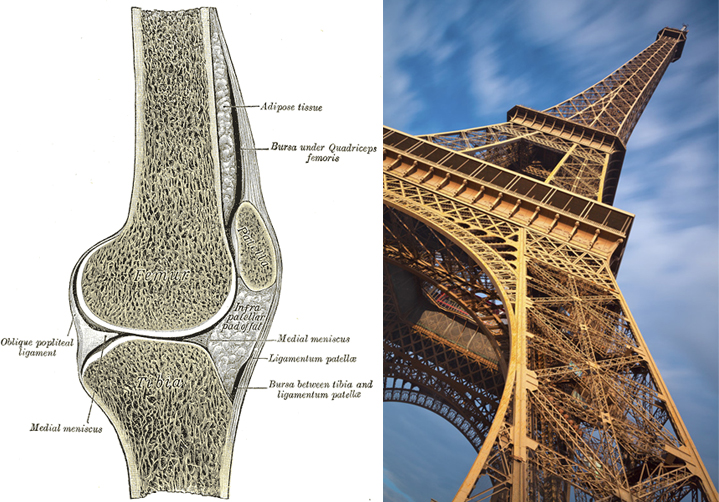 Der Knochen als Inspiration für den Bau des Eiffelturms