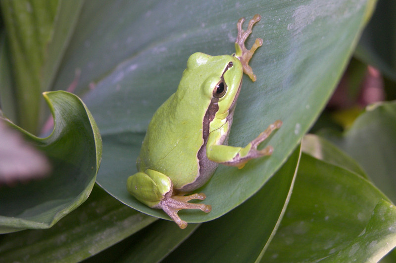 Laubfrosch auf Blatt