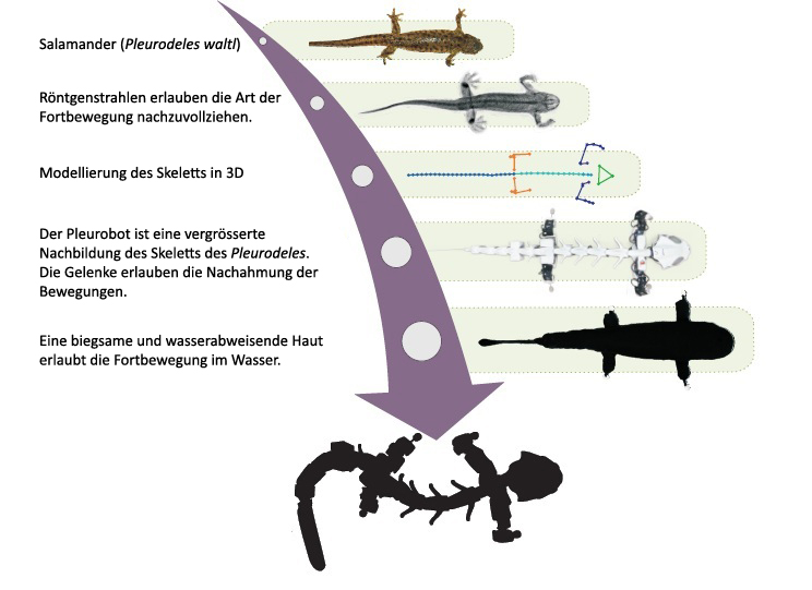 Pleurobot-Modellierung