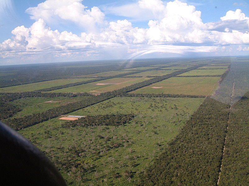 Abholzung in Paraguay