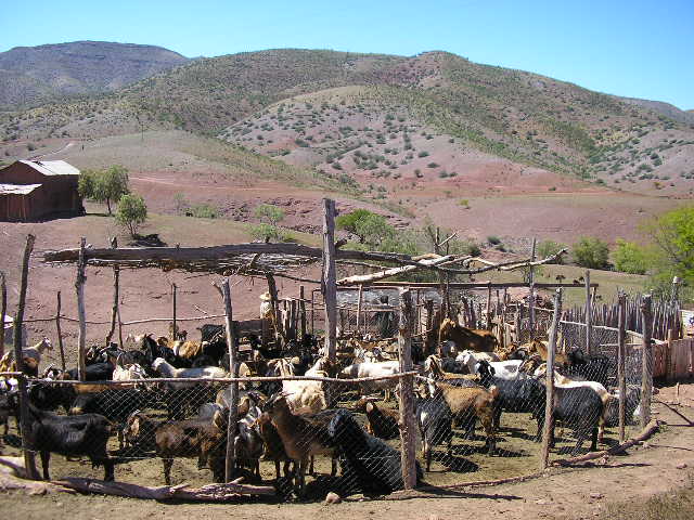 Überweidung in Chile