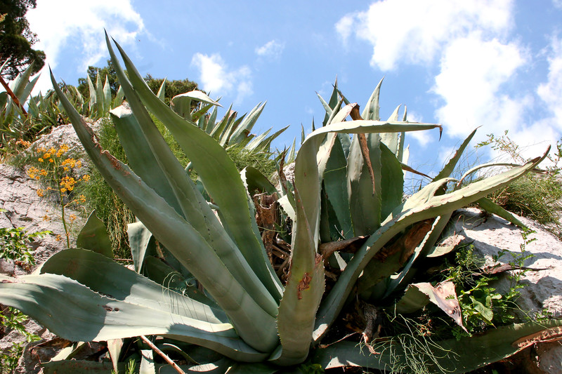 Agave - Sukkulente