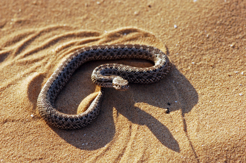 Wüsten-Viper