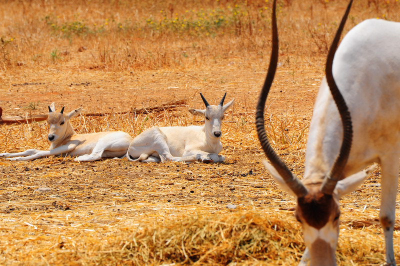 Mendesantilope