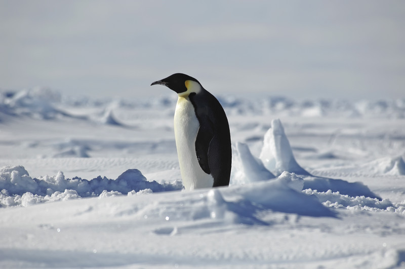 Pinguin in der Antarktis