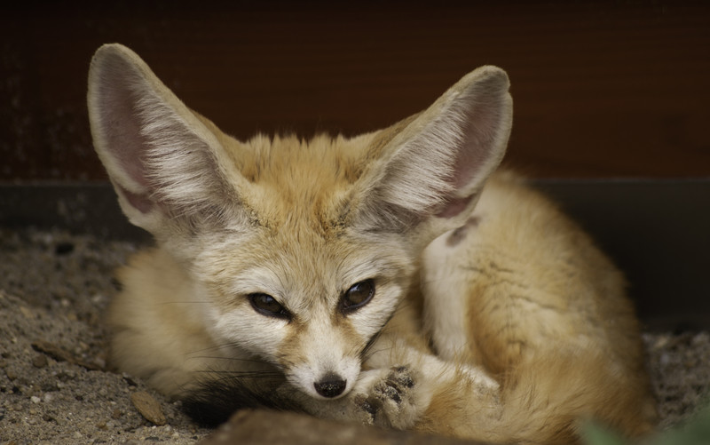 Fennek - Wüstenfuchs