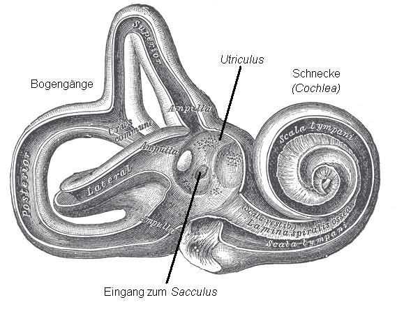 Das knöcherne Labyrinth im Innenohr