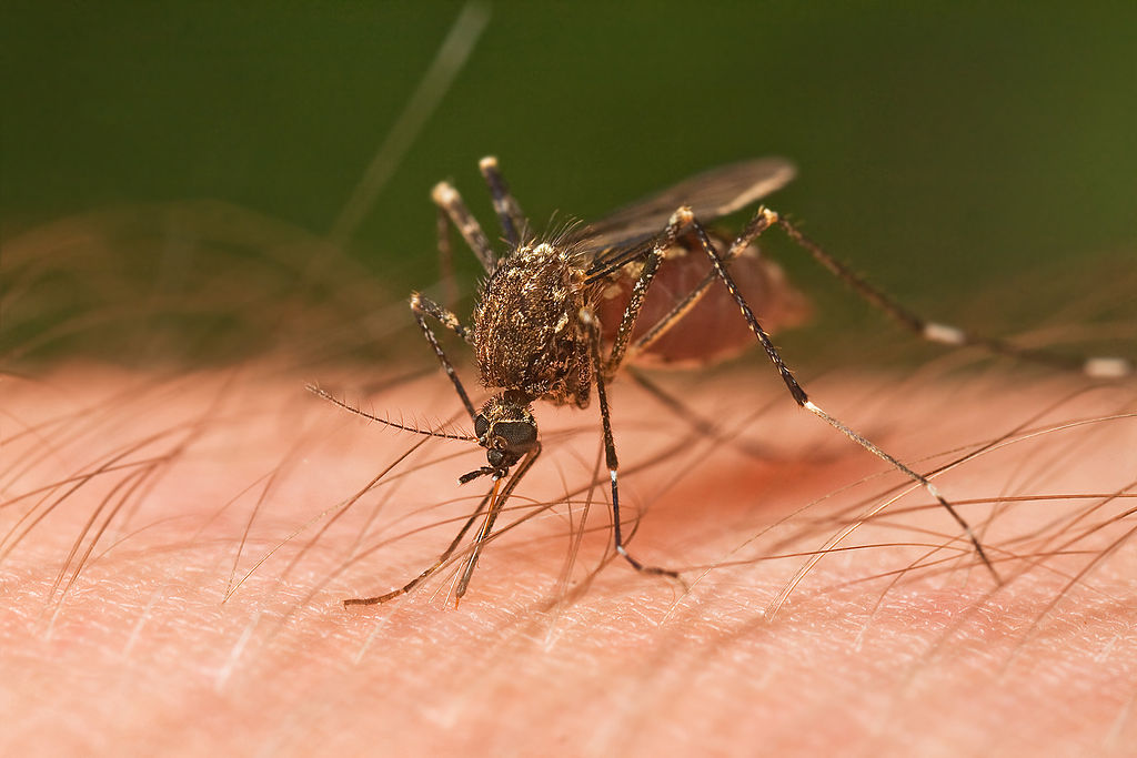 Moustique pris en flagrant délit