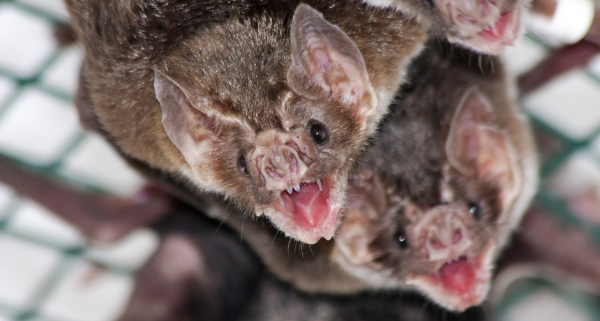 Chauve-souris vampire